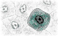 Drawing of a cell provided by NIH