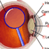 Interactive diagram of the eye