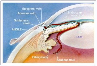 Schlemm's canal is the passageway for the aqueous fluid to leave the eye
