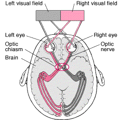 The optic nerve is the bundle of over one million nerve fibers that carry visual messages from the retina to the brain
