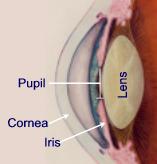 The pupil is the adjustable opening at the center of the iris that allows varying amounts of light to enter the eye